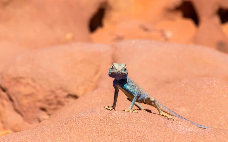 agama lizard on a rock