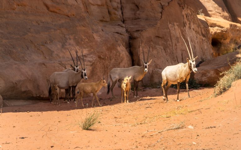 arabian oryx with young in wadi rum